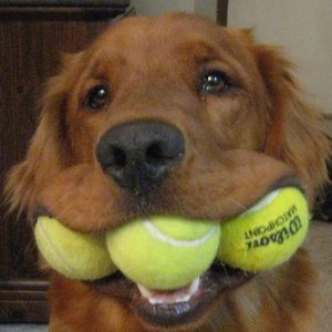 Meet your Posher, Piper